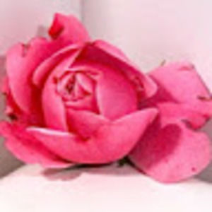 Meet your Posher, Jesii